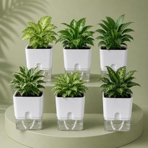 Casa De Amor Self Watering Pots (Pack of 6) for Indoor Plants | Home Decor, Living Room, Kitchen, Bedroom, Table Top, Office, Gifting | Plants not Included (White) Plants not Included